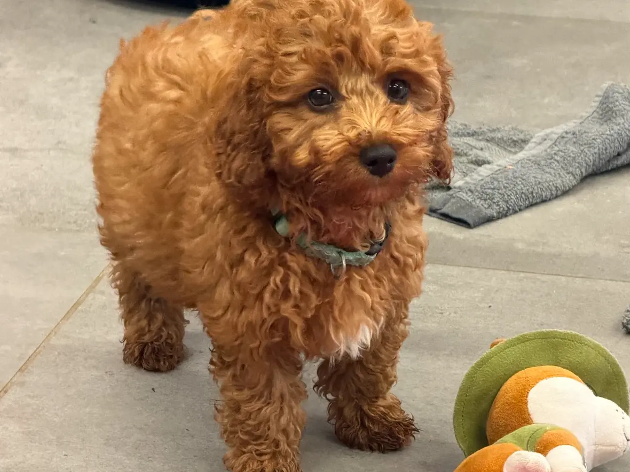 Billede 2 - Maltipoo rejseklar
