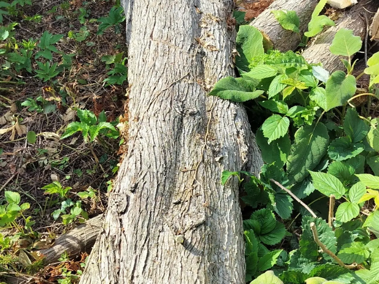 Billede 3 - Thuja træ, til at brænde el hvad du kunne hitte på