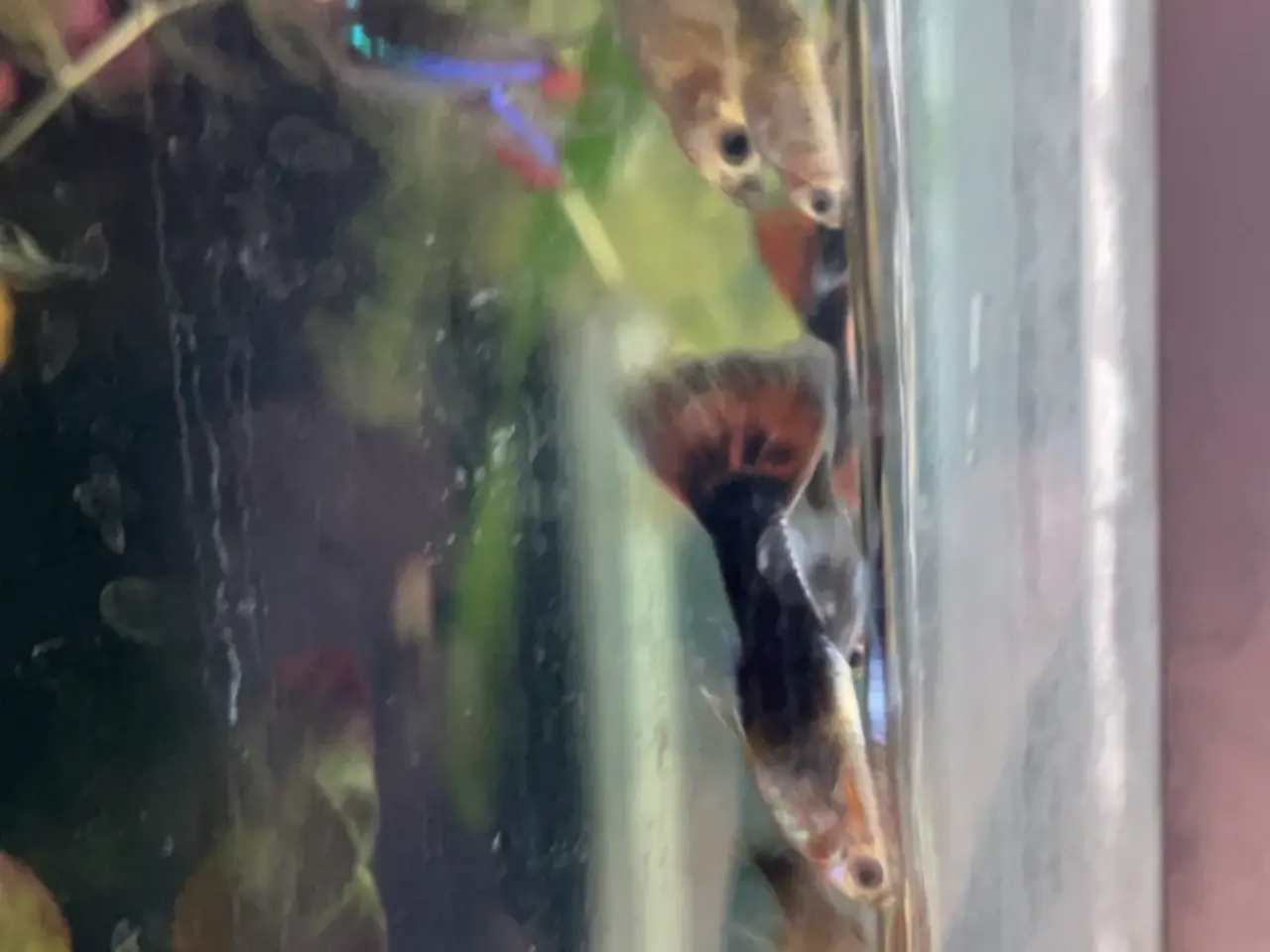 Billede 3 - Dark Half-Blue guppy