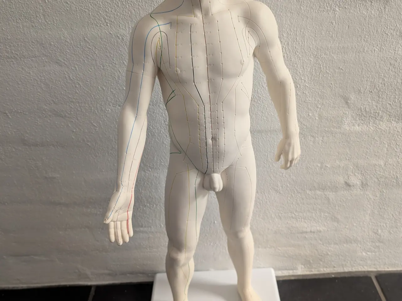 Billede 1 - Anatomisk akupunkturmodel (mand) fra 3B Scientific
