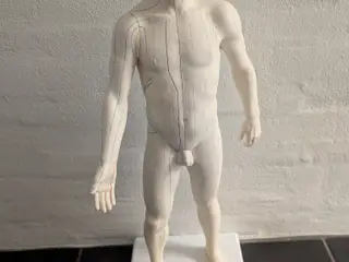 Anatomisk akupunkturmodel (mand) fra 3B Scientific