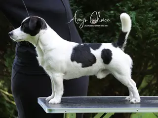 Jack Russell terrier han til Avl