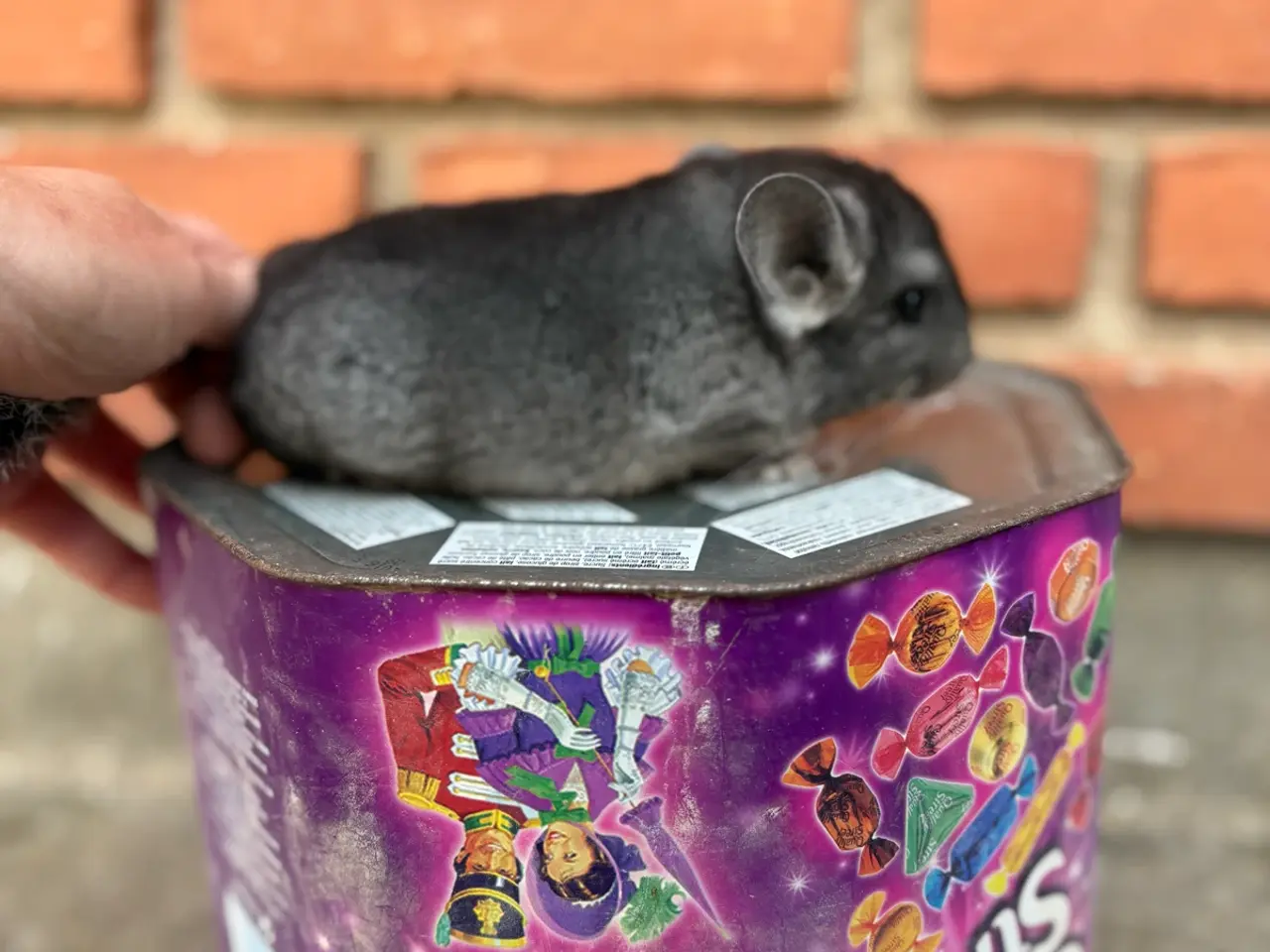 Billede 3 - HAN chinchilla