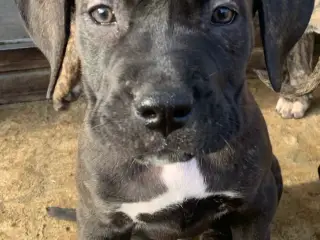 Presa canario / Cane Corso hvalpe - 3