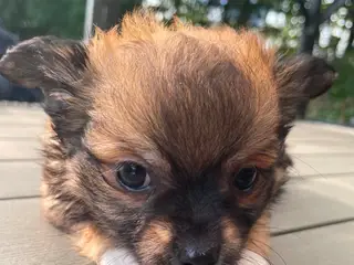 Chihuahua 6 skønne banditter