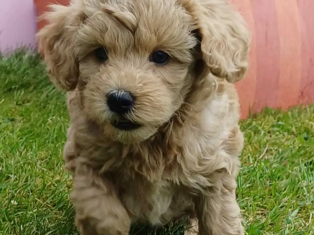 Billede 8 - Doodle / cockapoo hvalpe