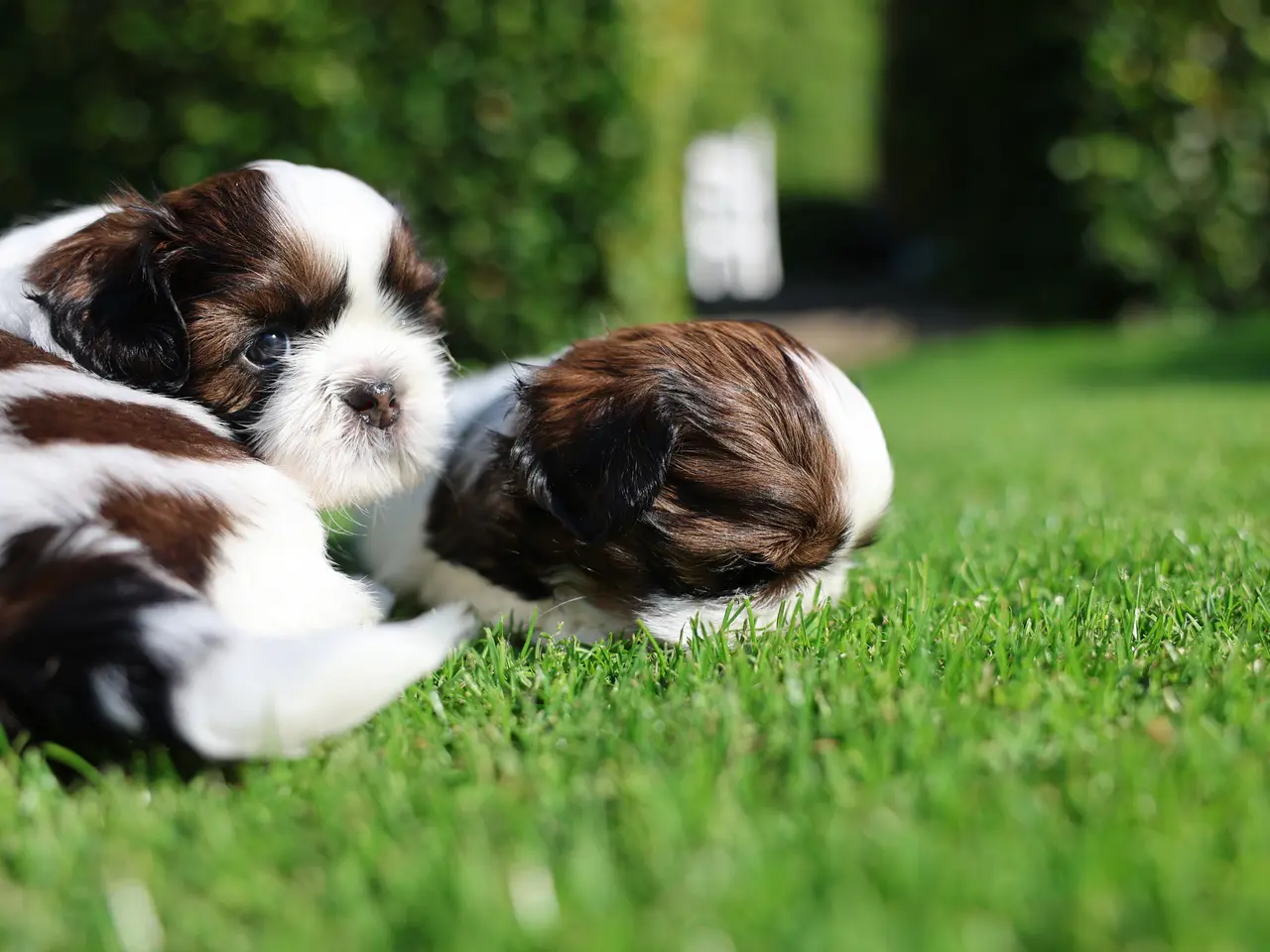 Billede 1 - Shih Tzu hundehvalpe søger nyt hjem (Tæver)