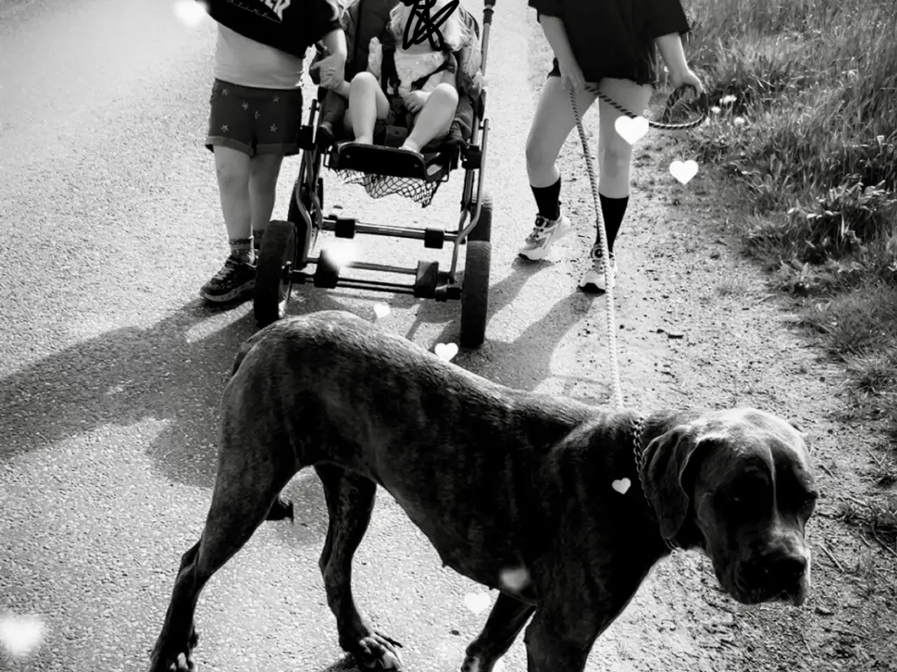 Billede 4 - Cane Corso tæve solvej