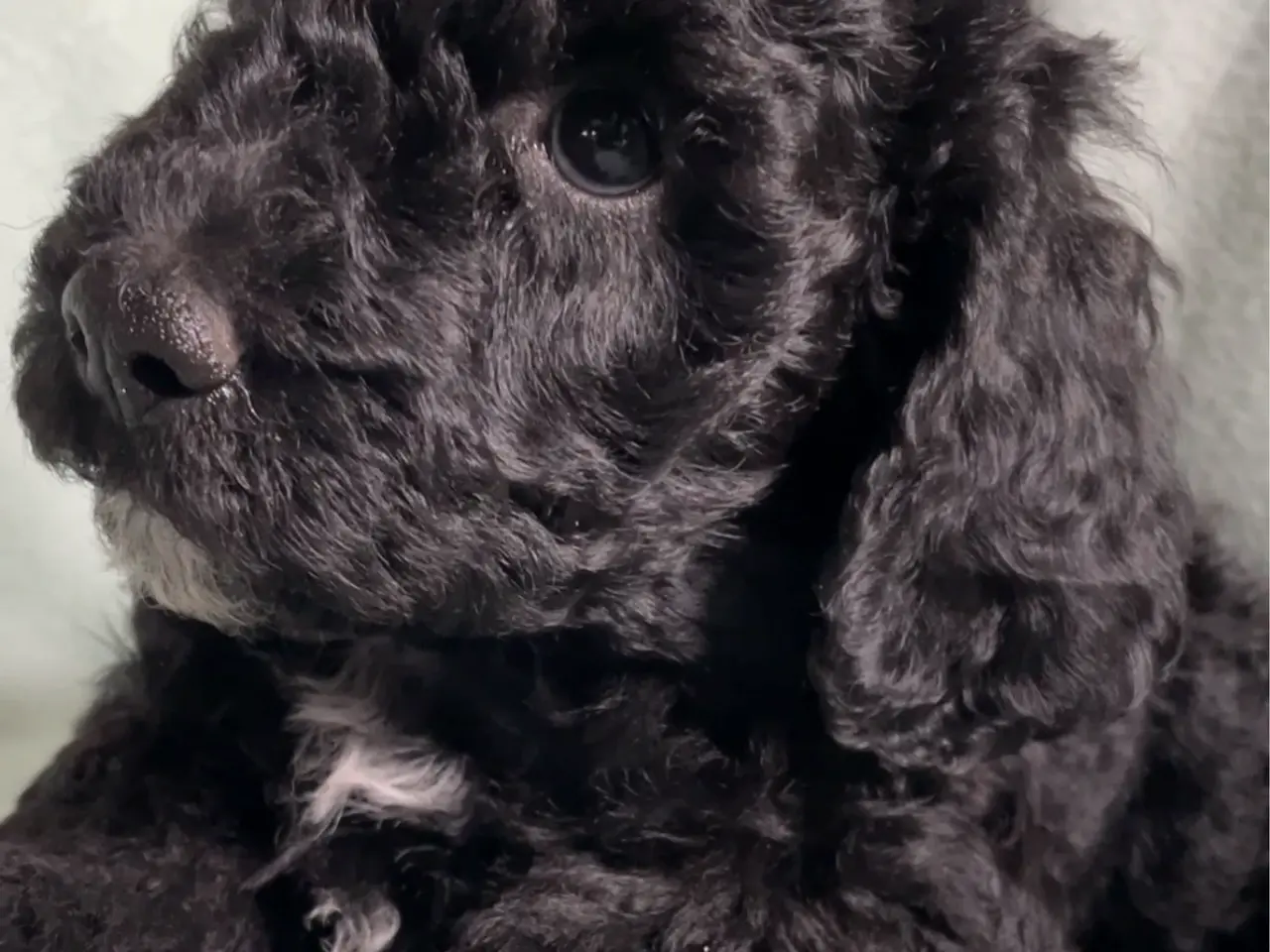 Billede 7 - Hundehvalpe Cavapoo /stor puddel