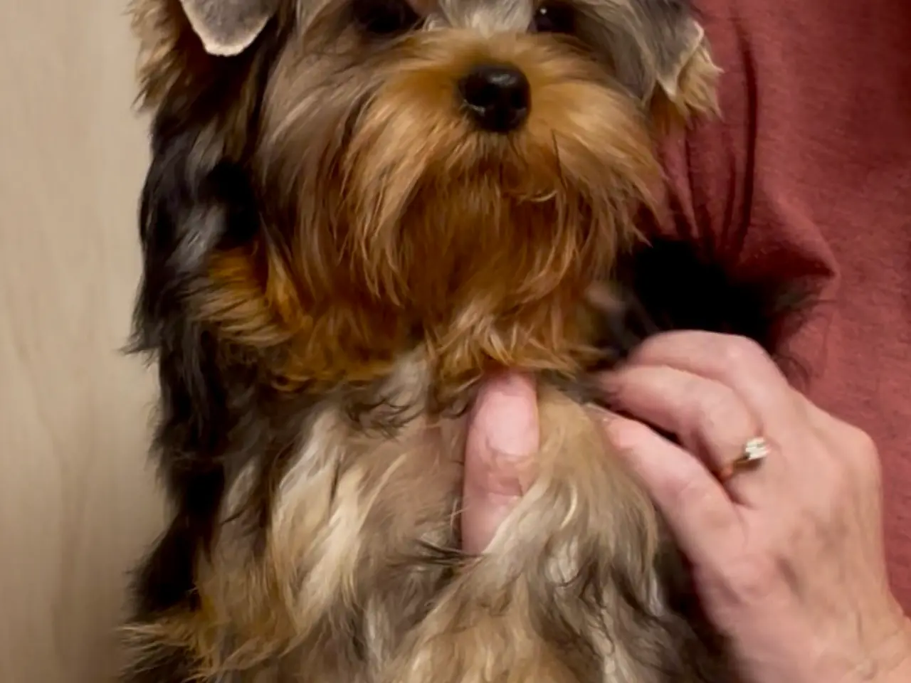 Billede 2 - Dejlige Yorkshire Terrier Hvalp
