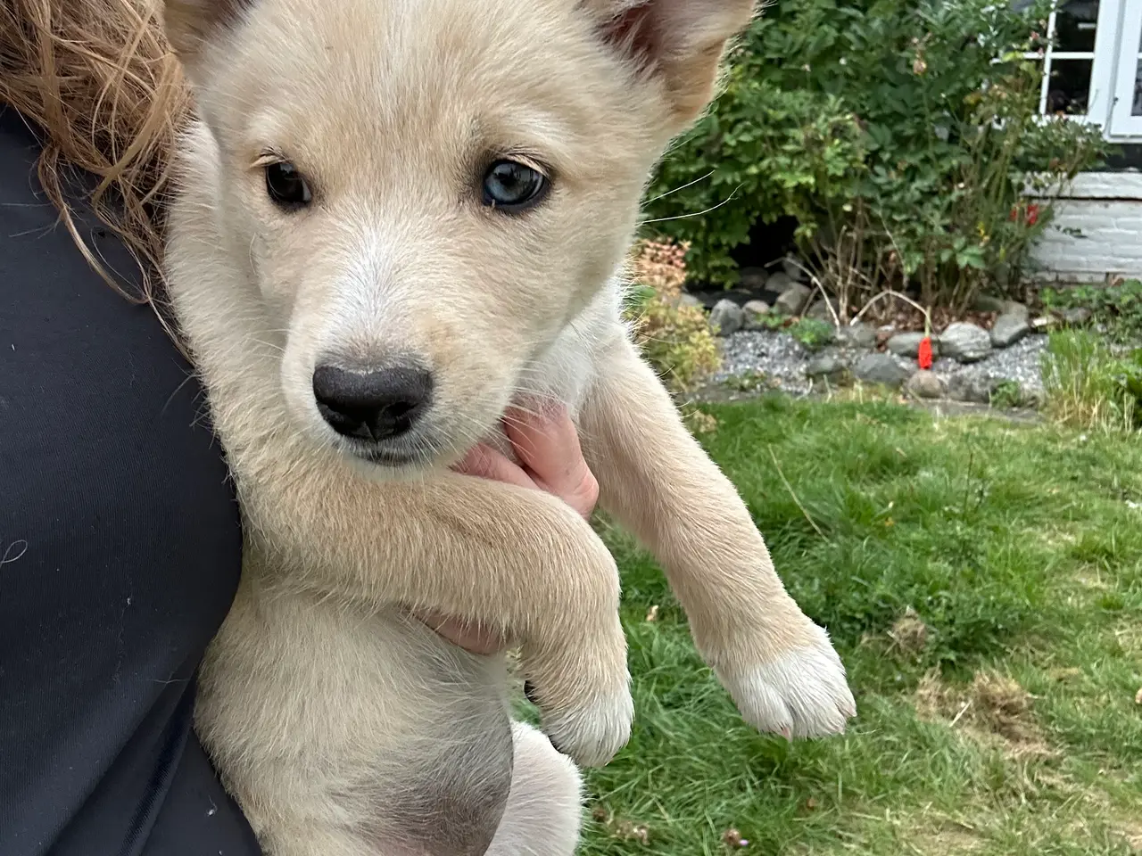 Billede 3 - 🐾 Dandi søger sit nye hjem 🐾