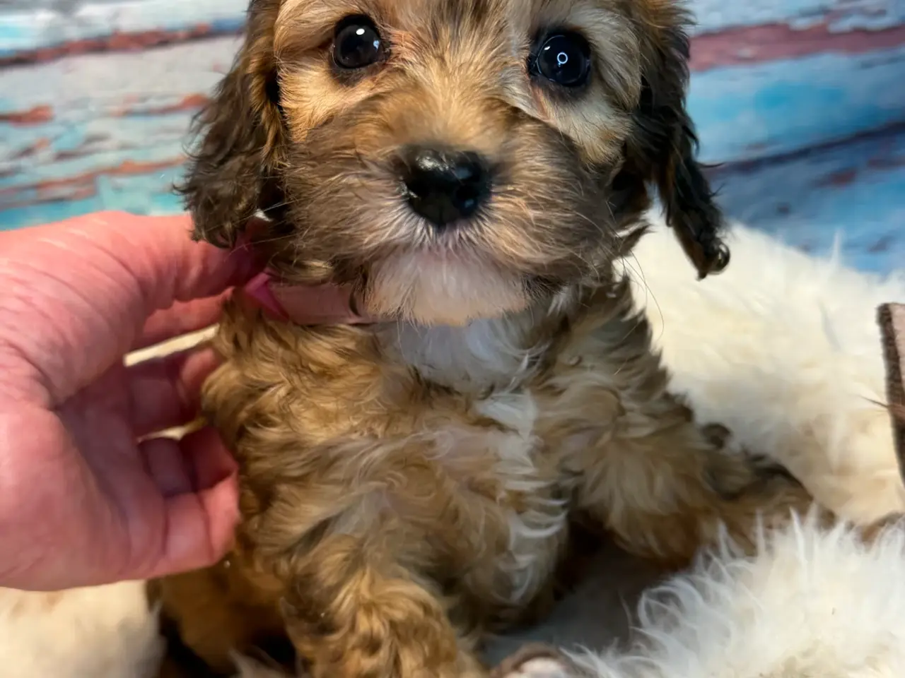 Billede 1 - 2skønne Zobel Cavapoo 