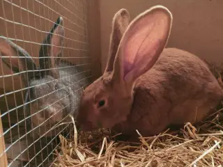 Belgiske kæmper (unger) interesse?