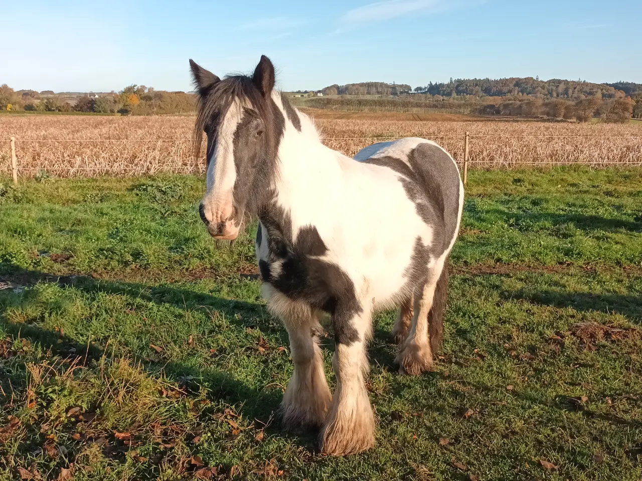 Billede 7 - Irish Cob/ Skovturs hest