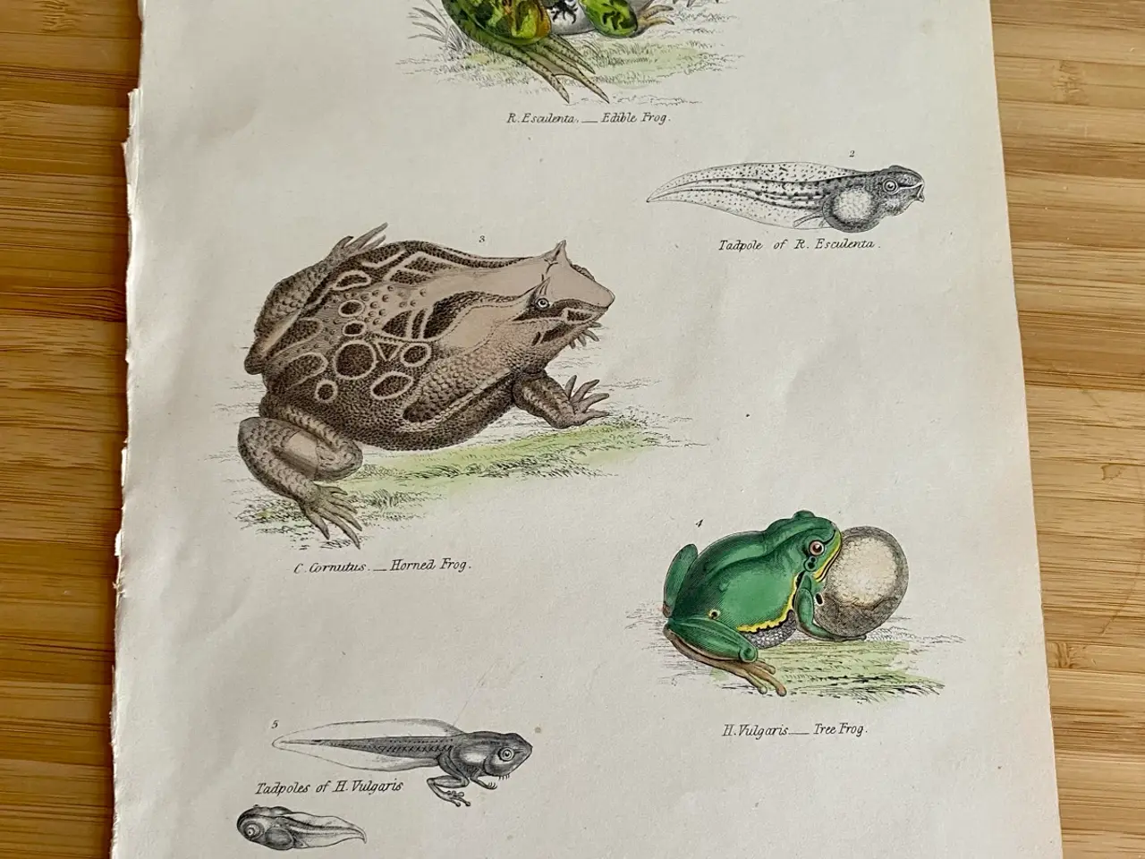 Billede 3 - Antik Håndkoloreret planche med frøer og tudser 