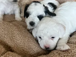 Sødeste hvalpe  totter søger nyt hjem🐾😍