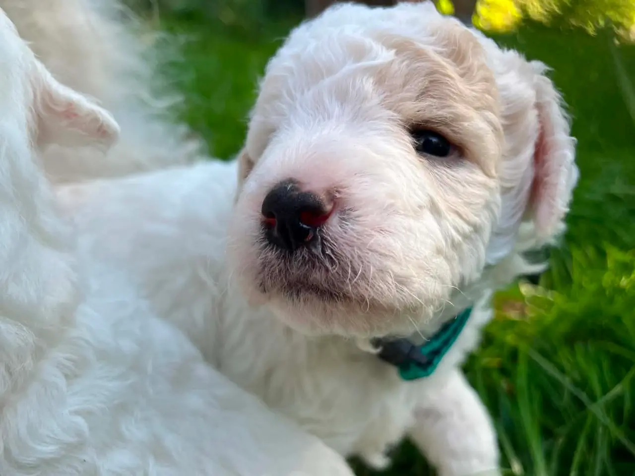 Billede 5 - Labradoodle hvalpe