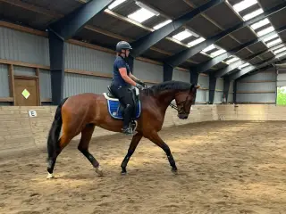 Fantastisk dejlig hest skal både ses og opleves