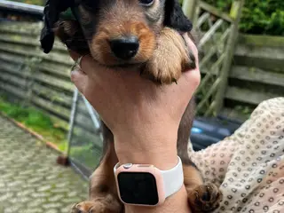 Dværg gravhunde - 3