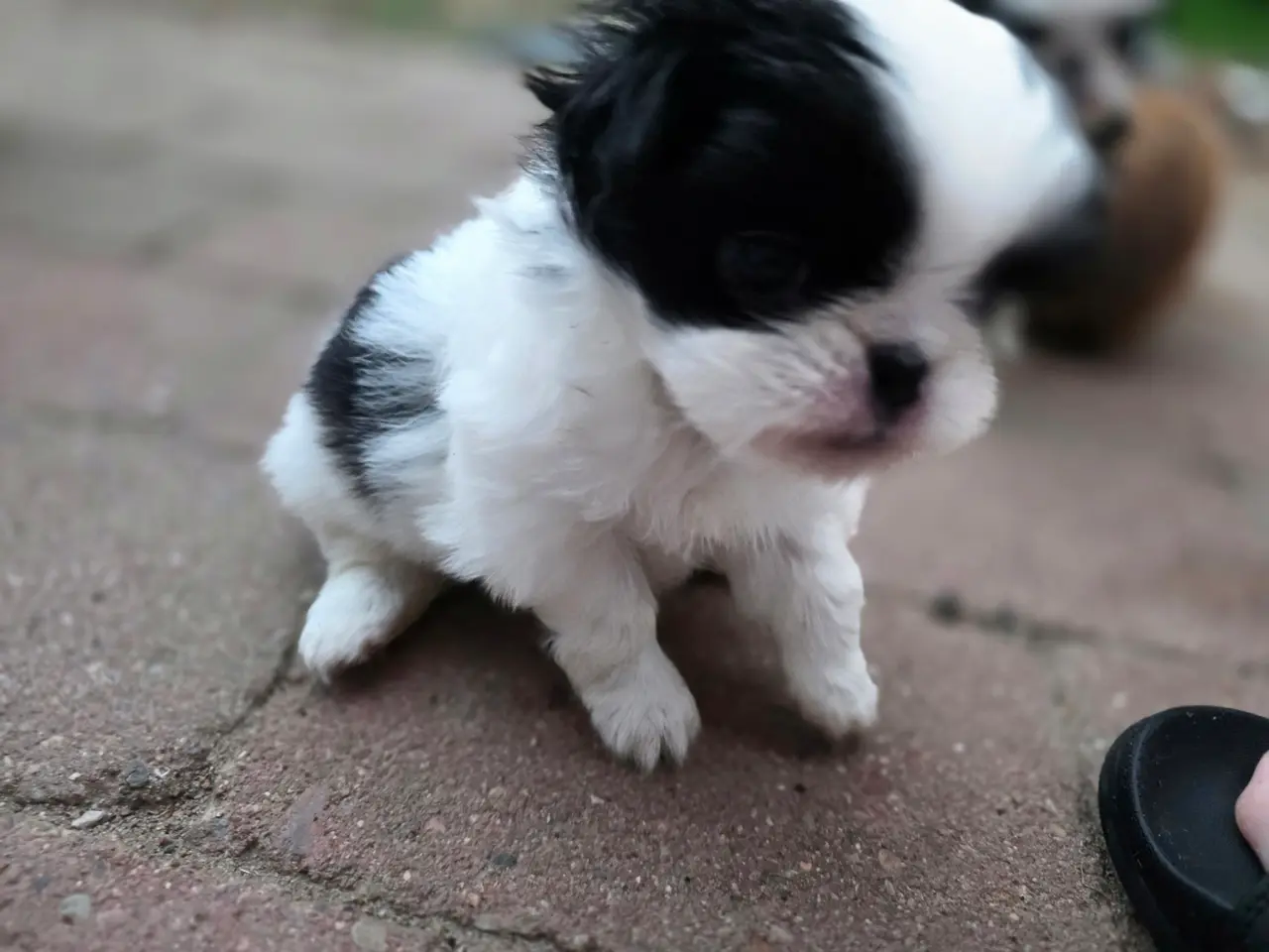 Billede 3 - Hvalpe japanese Chin 