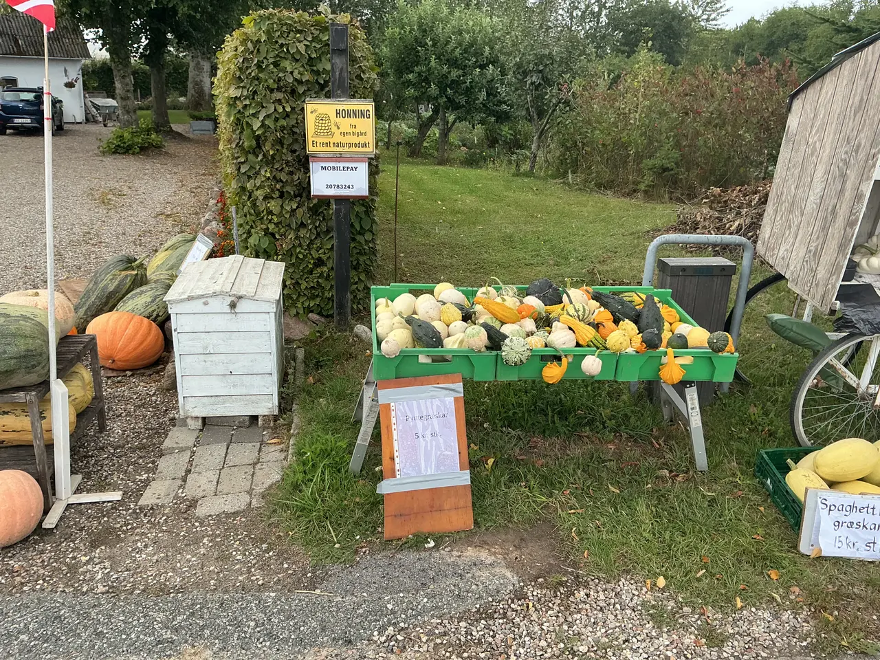 Billede 2 - Græskar i den lille bod på Koelbjergvej 12 Vissenb