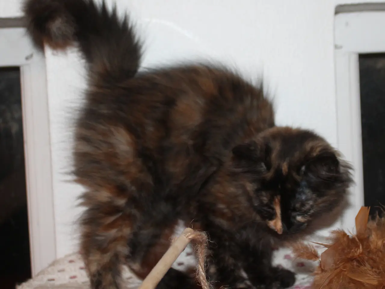 Billede 11 - 🍂 Hun ligner en varm efterårsdag 🌸 Maine Coon 🌸