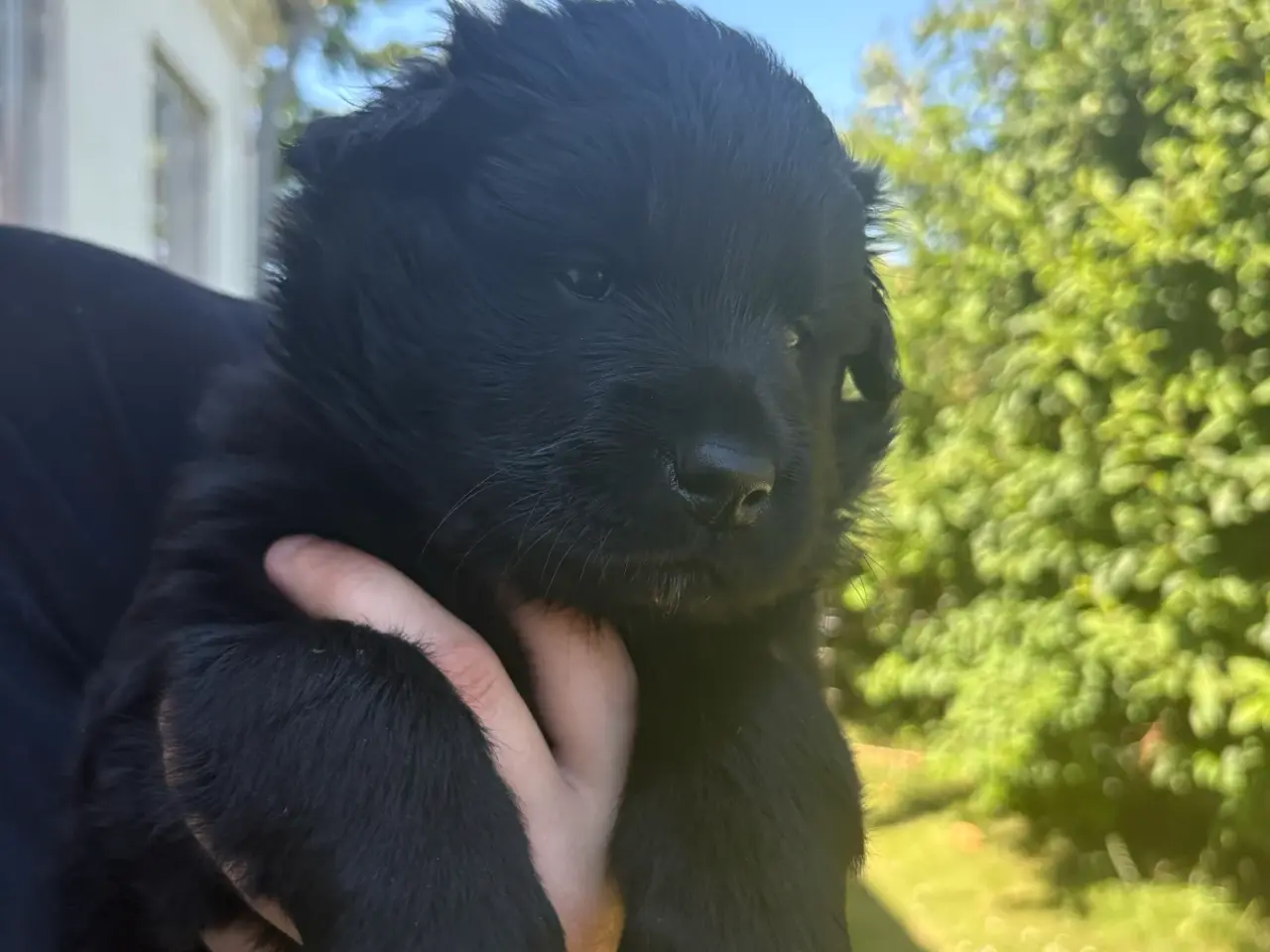 Billede 15 - Blandings hvalpe eurasier/golden