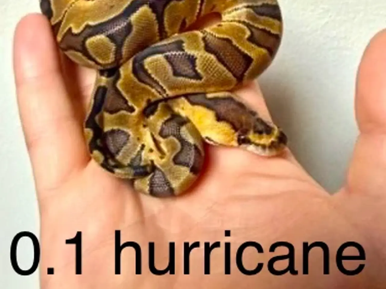 Billede 5 - Konge python