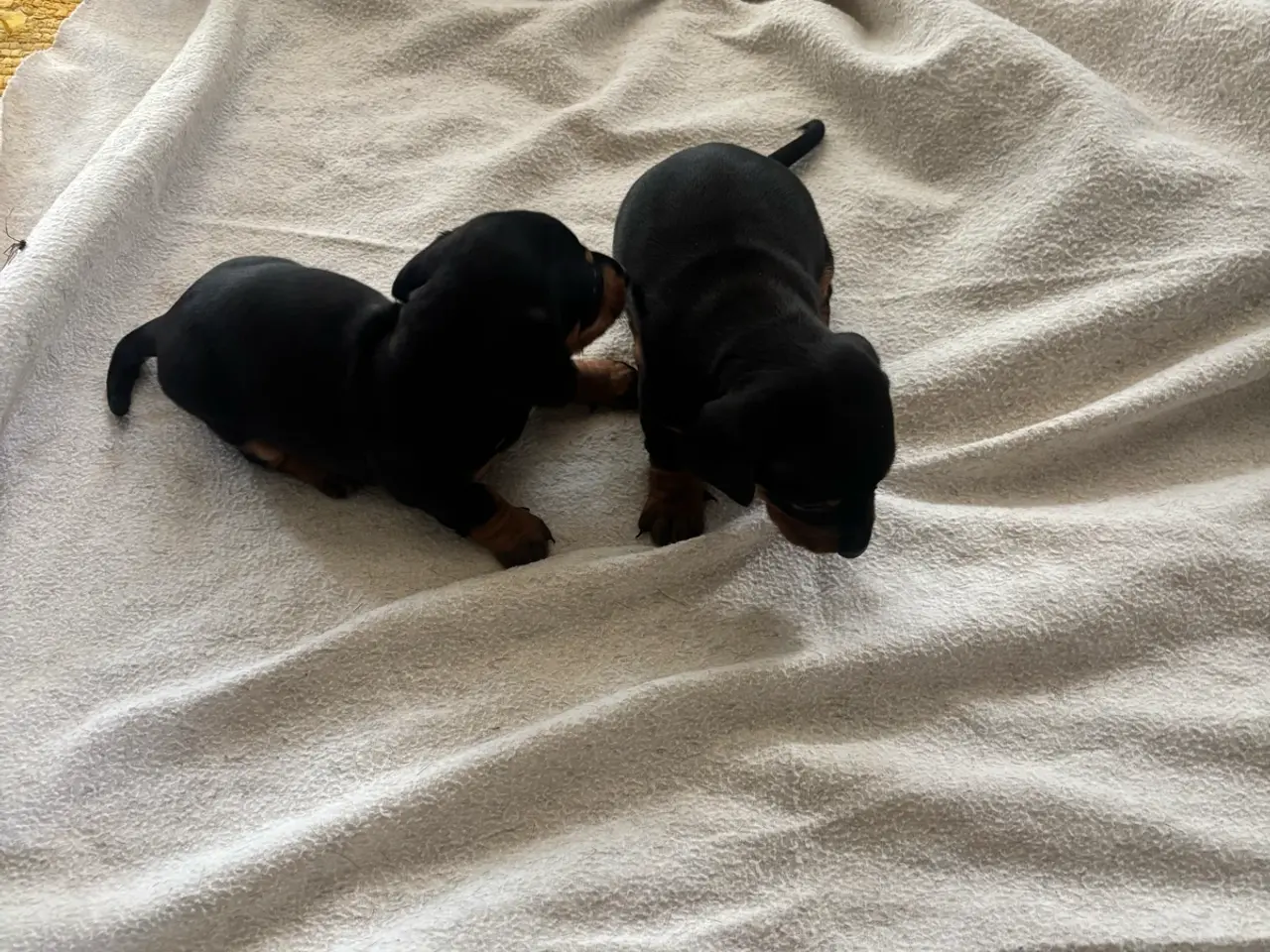 Billede 1 - Standard gravhunde sort glathåret