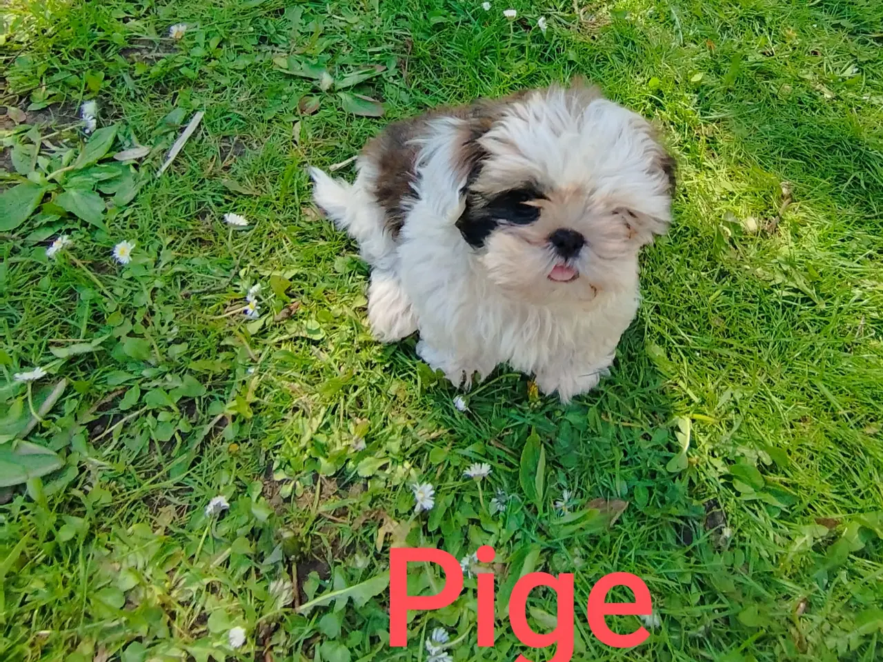 Billede 5 - ShihTzu hvalpe