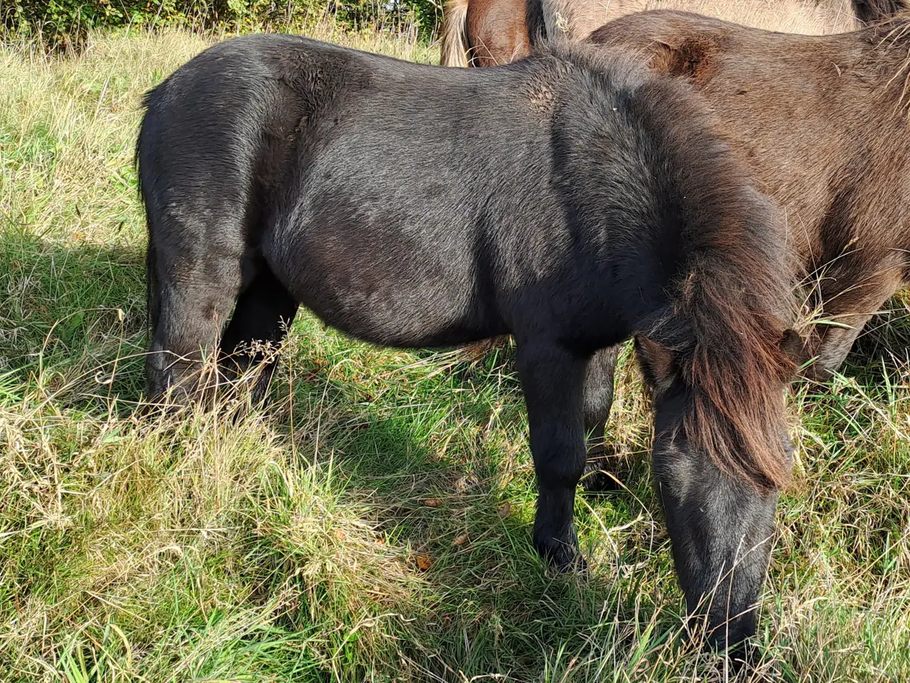 Billede 2 - Shetlandspony 3-års hingsteplage. 