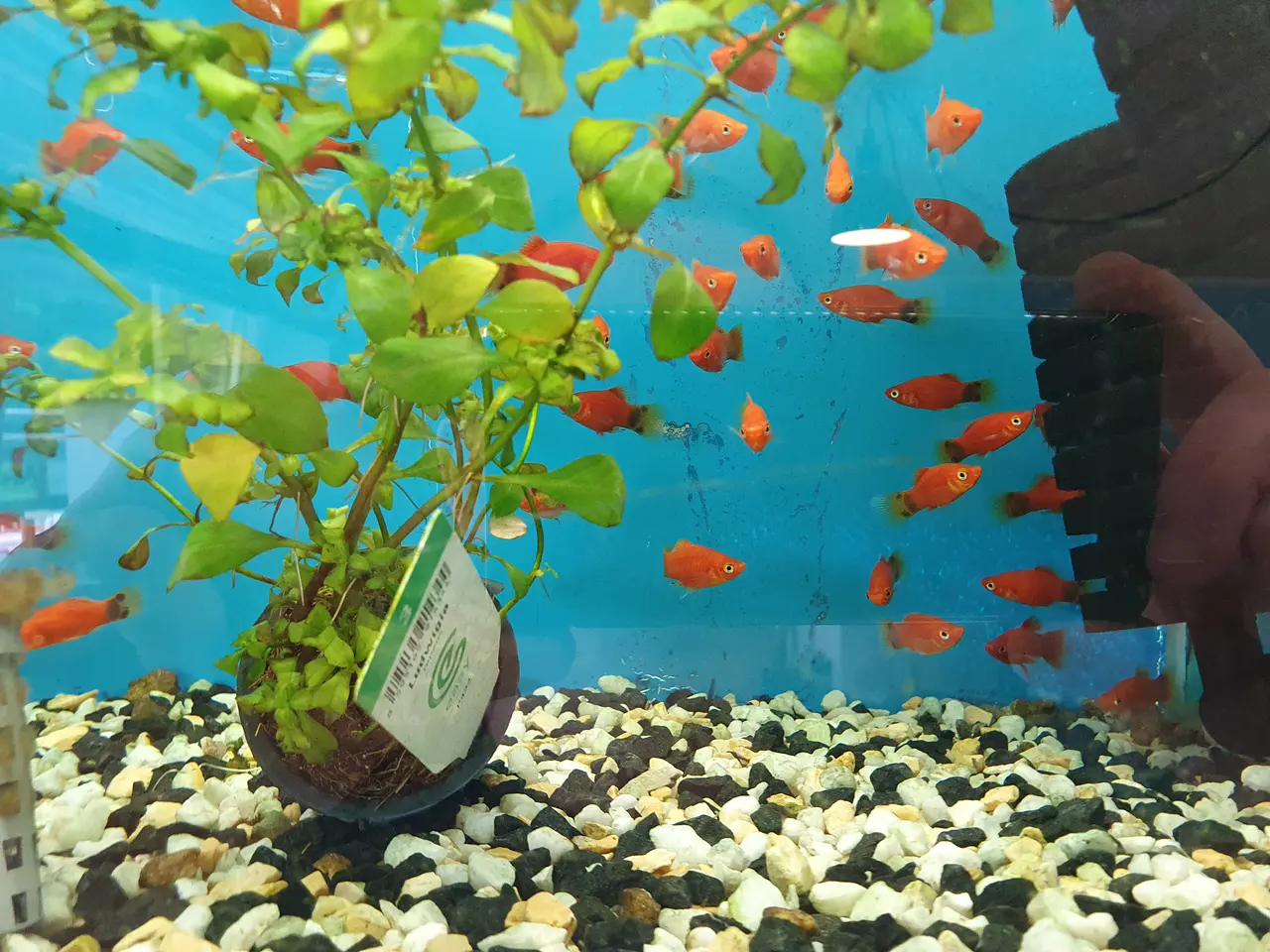 Billede 3 - ❤️🐟 RØD MICKEY MOUSE PLATY TIL SALG 🐟❤️