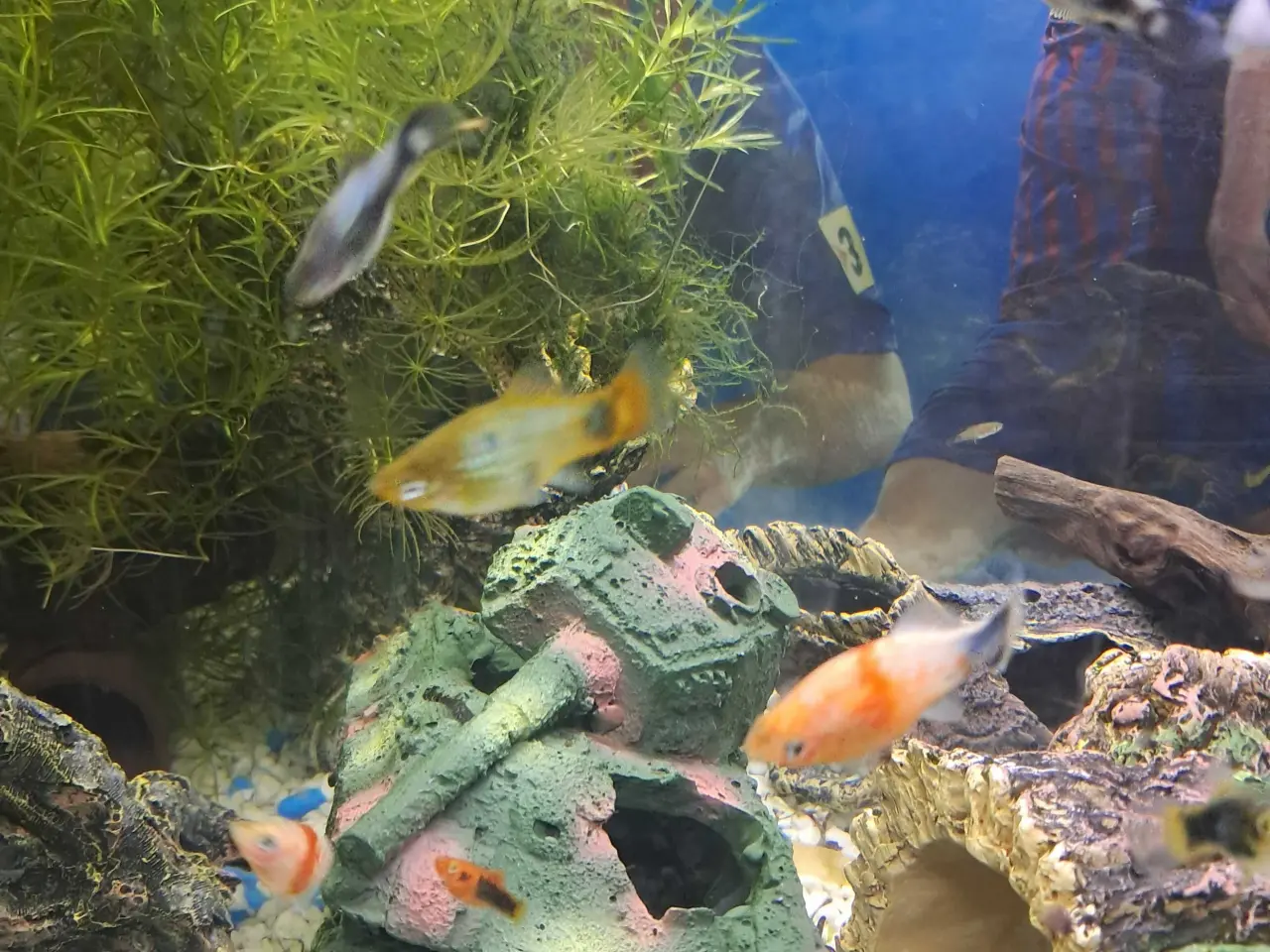 Billede 1 - Blå platy yngel