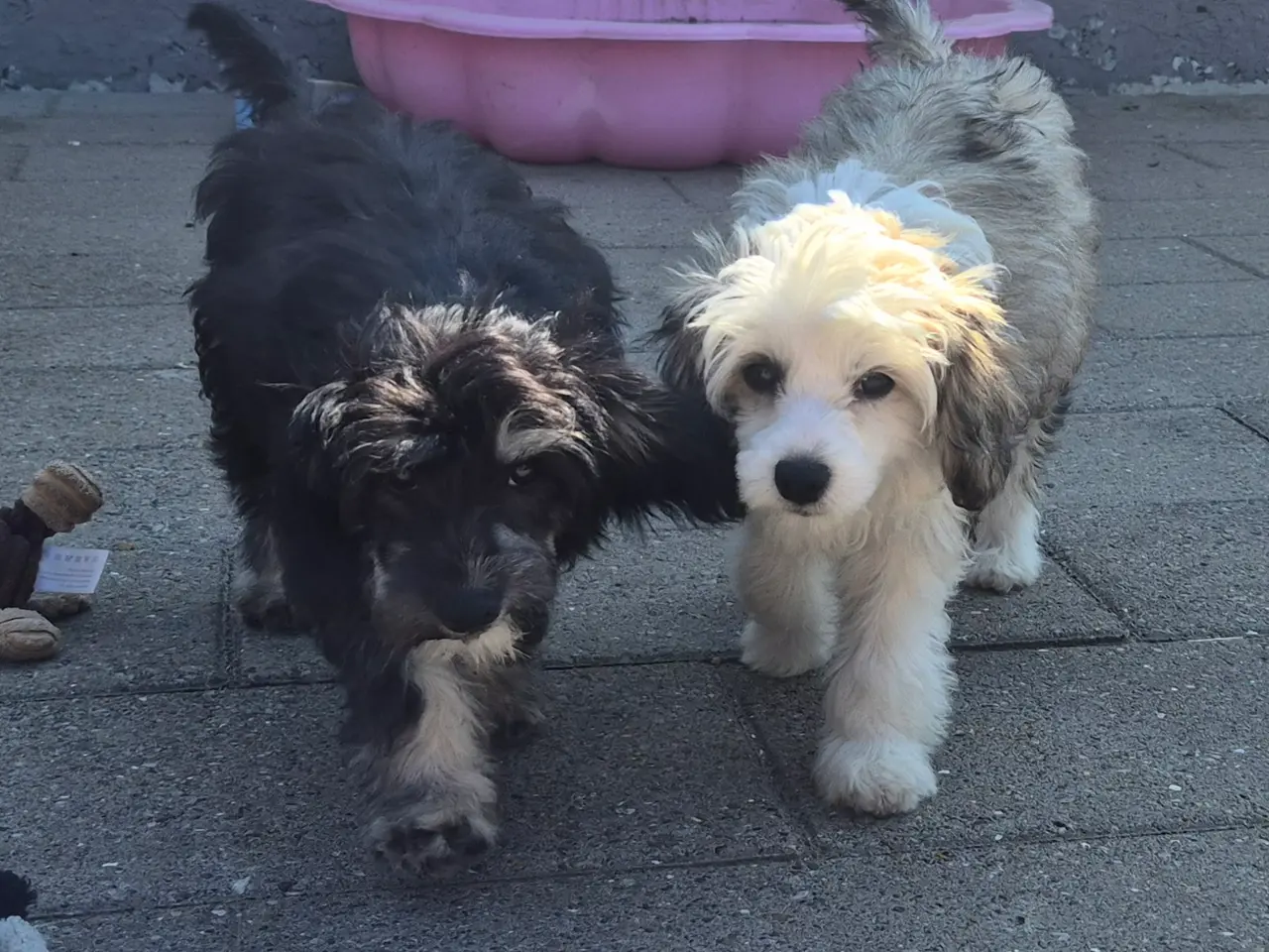 Billede 5 - Hunde hvalpe