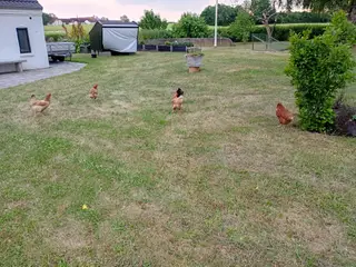 Høns 