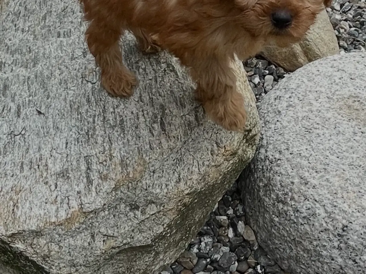 Billede 12 - 2 skønne cavapoo fb1 damer…