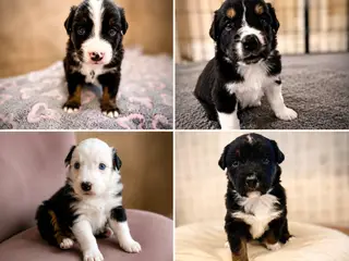 Australian shepherd hvalpe 