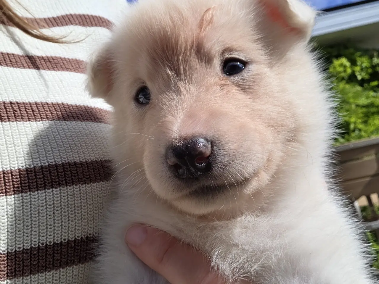 Billede 12 - Siberian husky og samojede hvalpe sælges