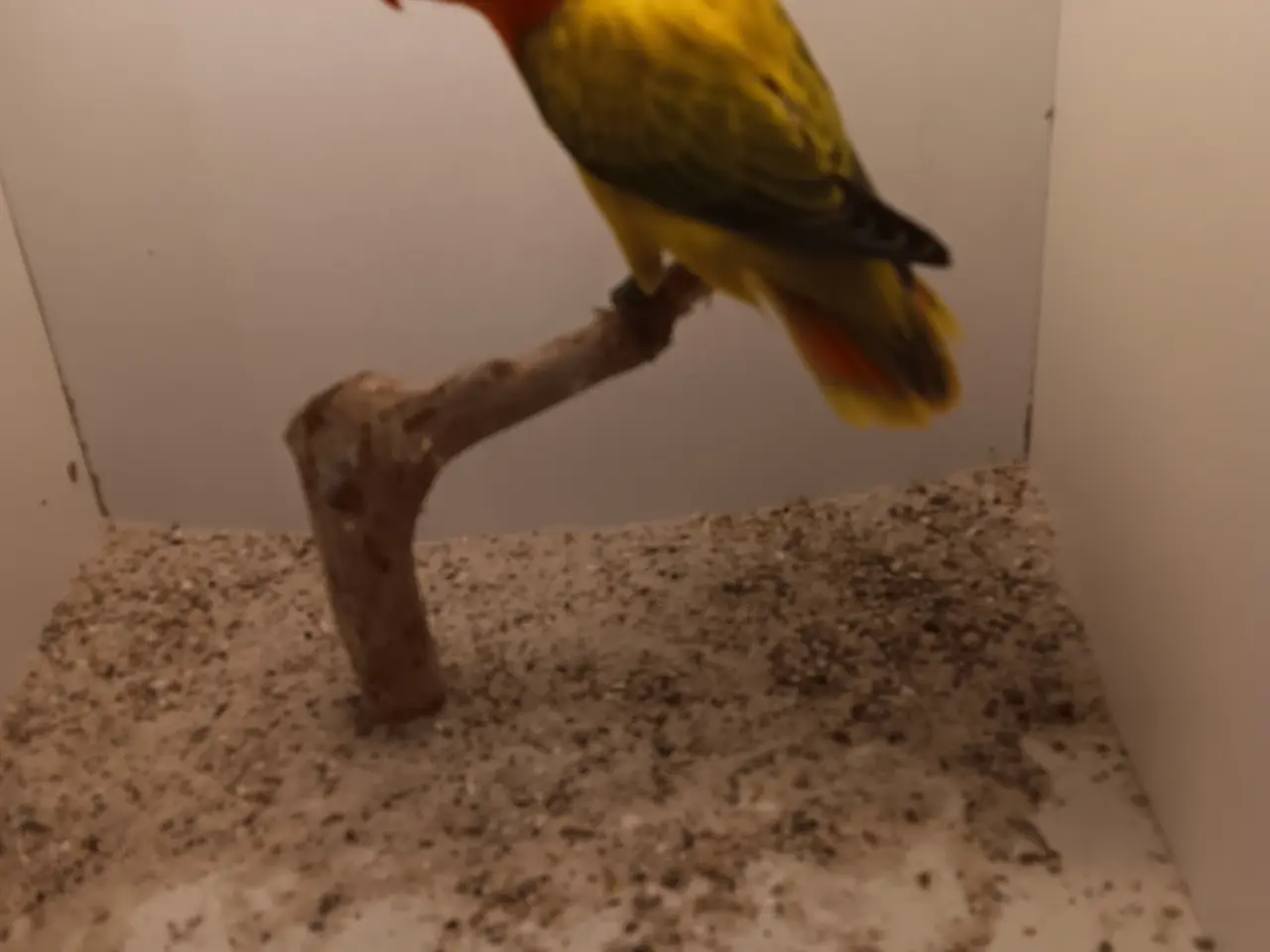 Billede 4 - Unger, rødhovdet dværge papegøje I opaline Euwing.