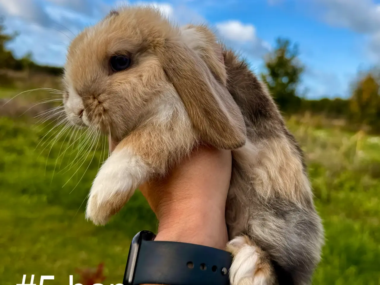 Billede 1 - 6 stk. Mini Lop unger