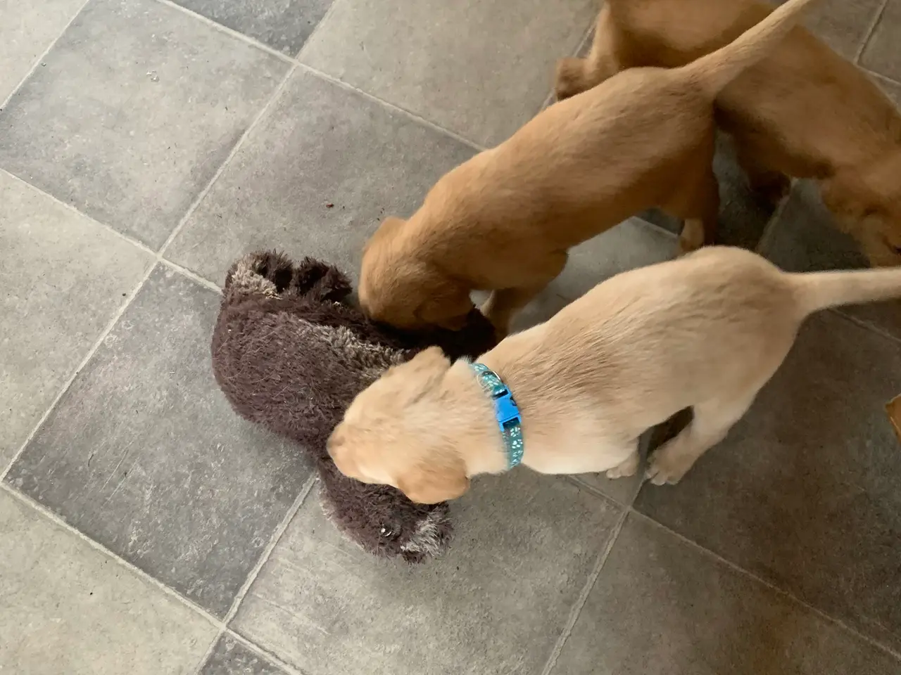 Billede 1 - Labrador hvalpe gul / fox red 