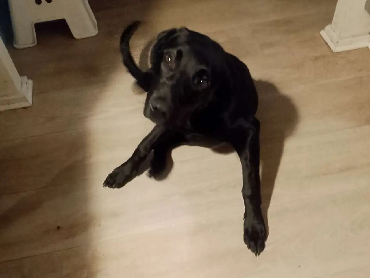 Billede 1 - Hund sælges