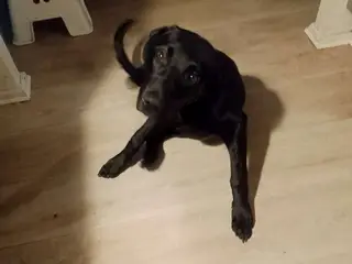 Hund sælges 