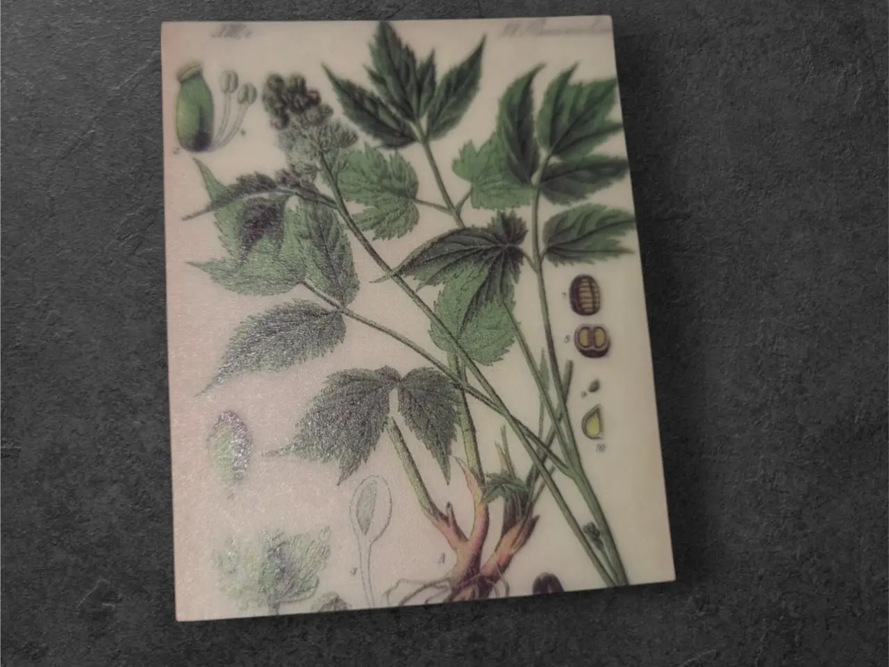 Billede 1 - Botanisk mini-tryk: Naturens elegance i miniature