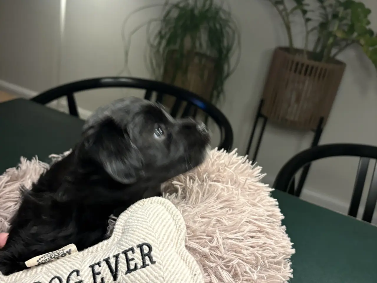 Billede 12 - 🐶SOLGT🐶Hava hvalpe