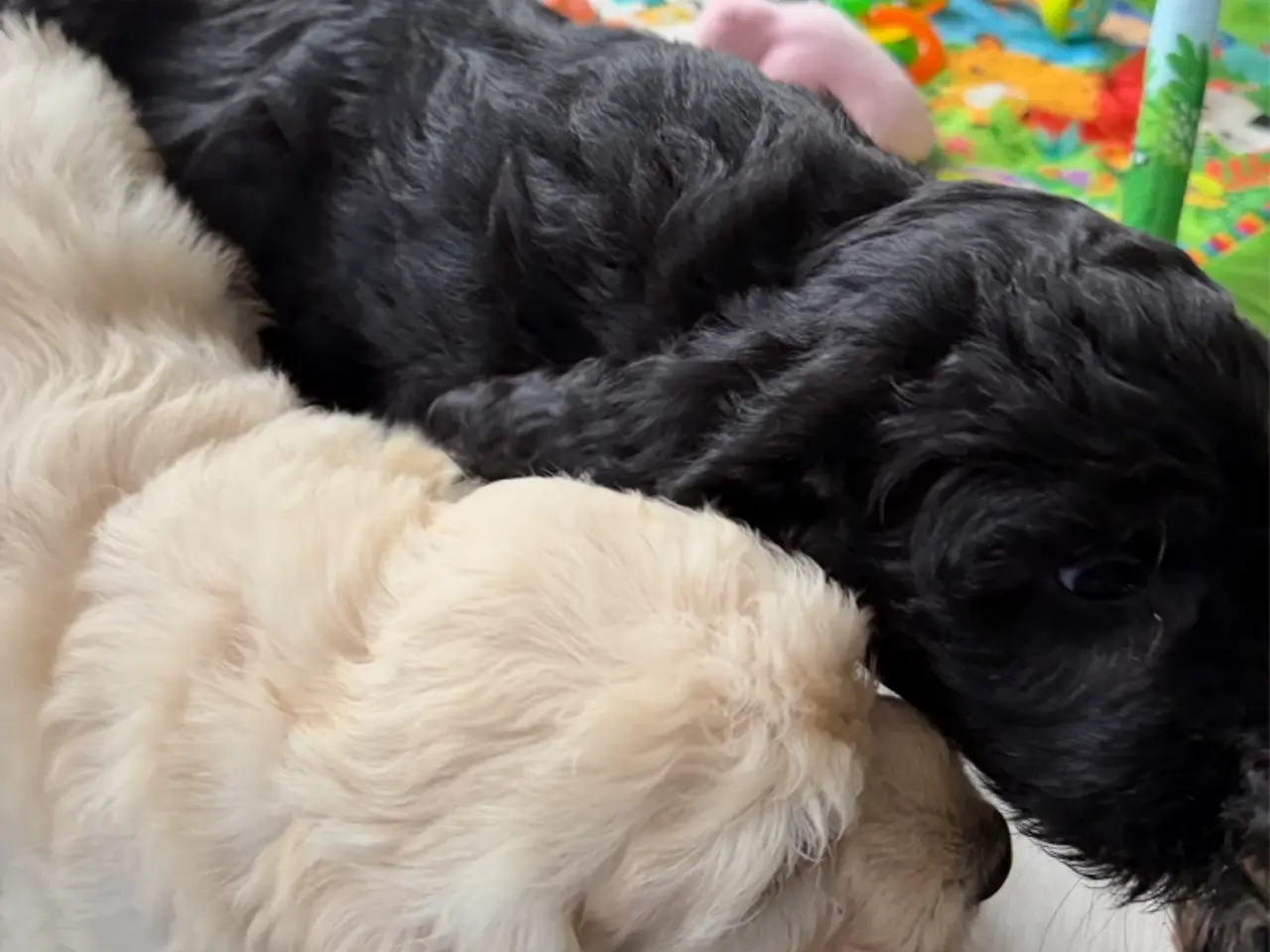 Billede 9 - Efterårstilbud på smukke FB1 Golden doodles