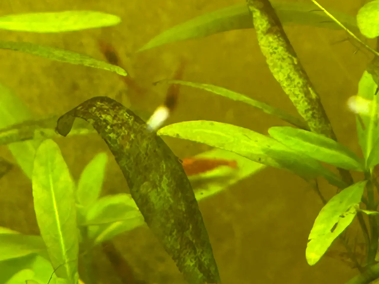 Billede 7 - 🦐🍒 Flotte Røde kirsebærrejer – Viby J