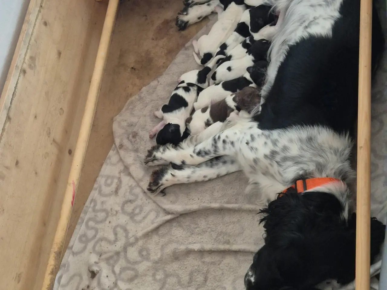 Billede 1 - FT. Engelsk springer spaniel Hvalpe sælges