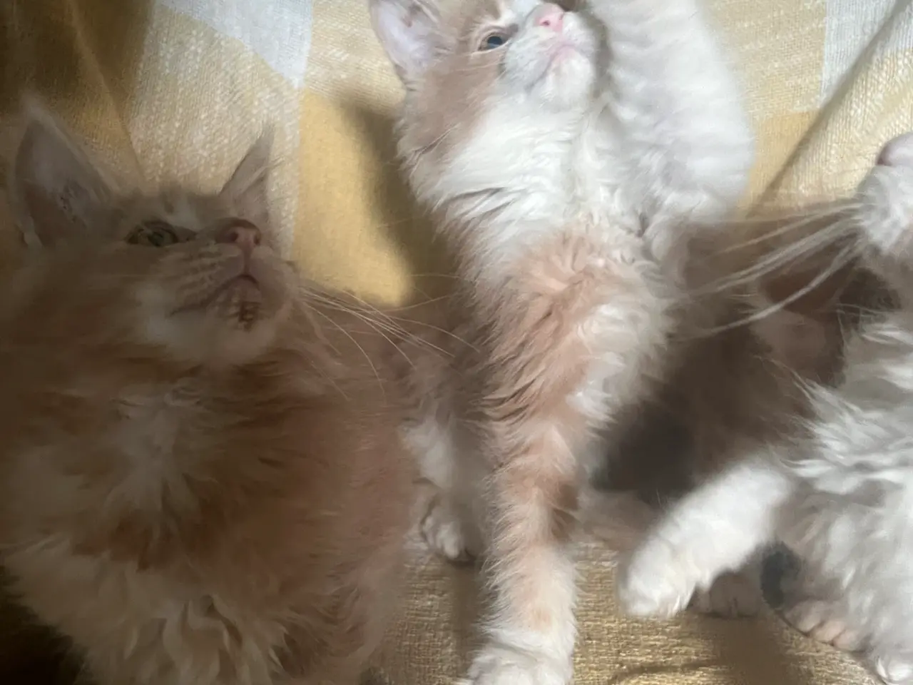 Billede 2 - Søde Mainecoon killinger søger nye sofaer