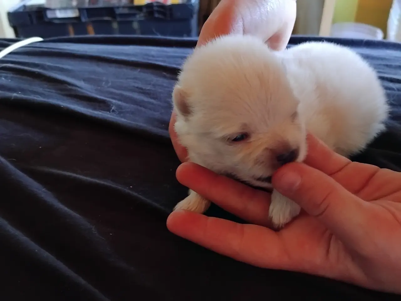Billede 3 - Pomeranian hvalpe stk 3 dreng ægte